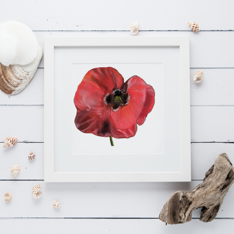 Nature's Own -  Single Poppy painting as a print (white ackground)